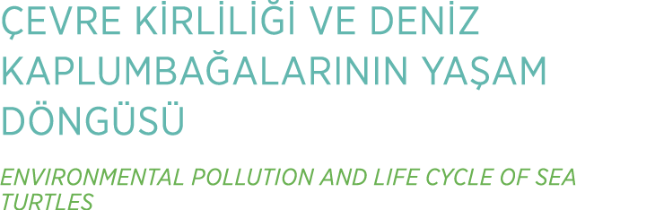  EVRE K RL L   VE DEN Z KAPLUMBA ALARININ YA AM D NG S  ENVIRONMENTAL POLLUTION AND LIFE CYCLE OF SEA TURTLES