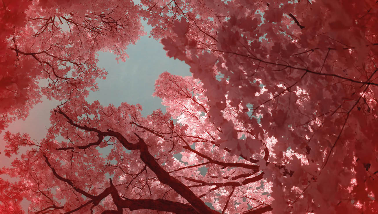 A tree with pink leaves in a forest. AI generated content